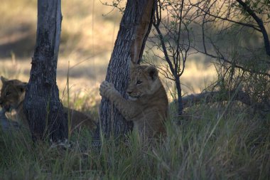 Güney Afrika 'daki Kruger Ulusal Parkı' nda aslan var.