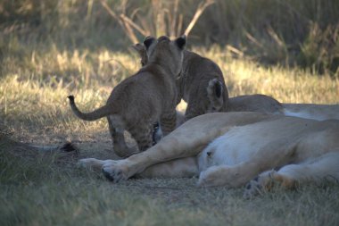 Savannah dişi aslan