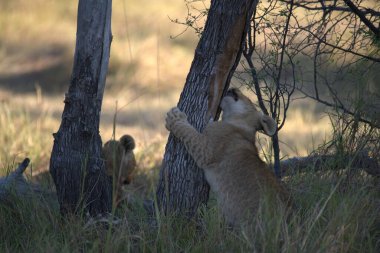 Yavru bir aslan yavrusu yavrusuyla oynuyor.