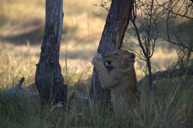 Zimbabwe savanındaki aslan.