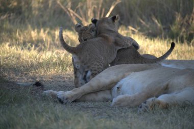 Gölgede dinlenmek aslanlar