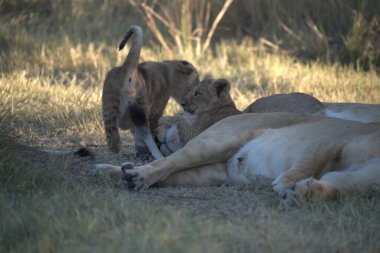 Savanada dişi aslan ve yavrusu.