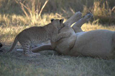 Dişi aslan yavrusu ile