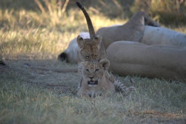 Anne ile oynarken aslan yavrusu