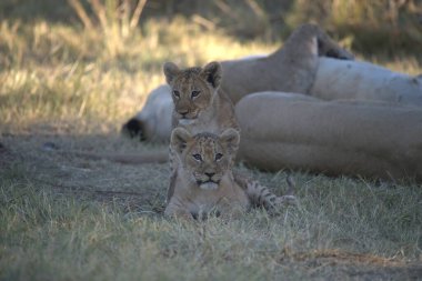 young mother lion cub playing in the grass