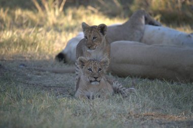 lions at the masai mara in the middle of the
