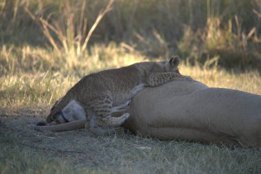 lion cub laying in mother 's grass