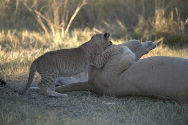 cheetah with big kittens