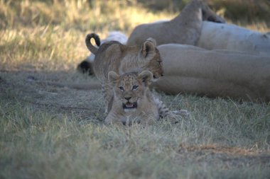 lion cub laying on grass in national park in south africa
