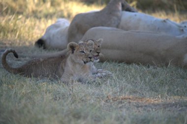 Bir dişi aslanın çimenlikteki yakın çekimi.