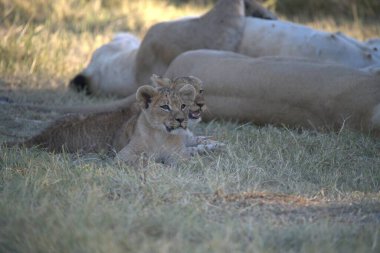 lion cub in savannah, kenya