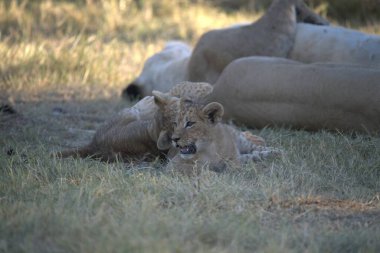 Otların arasında oynayan aslan yavrusu