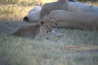 Aslan yavrusu çim üzerinde yalan