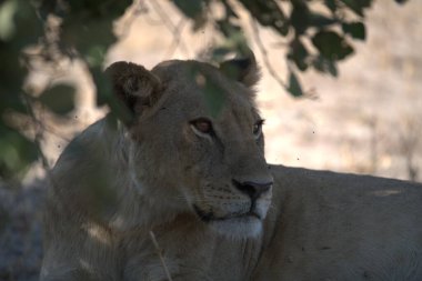 Kenya bozkırında dişi aslan.