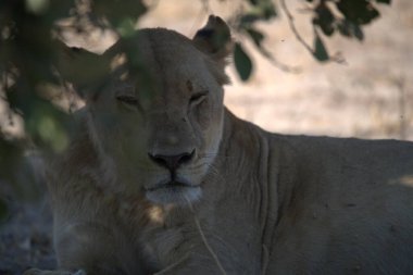 Hayvanat bahçesindeki aslan