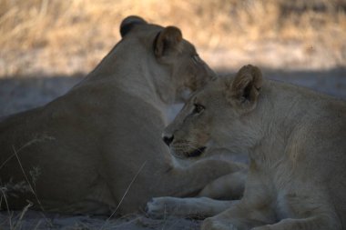 Namibya 'daki Etoşa Milli Parkı' nda aslan.