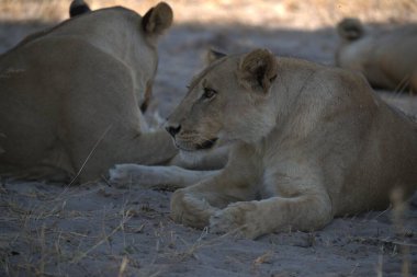 lioness in namibia in africa