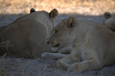 Kumda yatan aslan, namibya