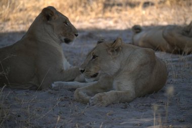 Hayvanat bahçesindeki aslanlar