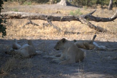 Savanadaki bir grup aslan.