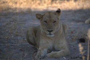 Aslan yavrusu, Botswana 'daki Chobe Ulusal Parkı' nda çimlerin üzerinde yatıyor..