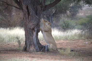 Genç aslanlar parkta oynuyorlar..