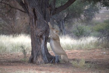 Ağaçtaki aslanlar, namibya