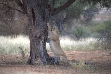Ağaçtaki aslan yavrusu