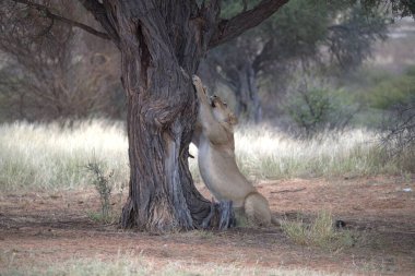 Etoşa Ulusal Parkı, Namibya 'daki genç aslanlar.