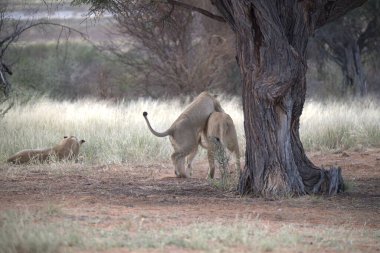 Kenya savanındaki aslan