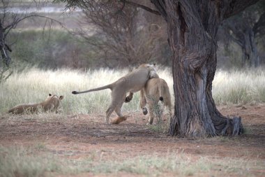 Güney Afrika 'daki Kruger Ulusal Parkı' nda aslan yavrusu..