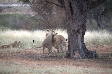 Afrika 'nın bozkırındaki aslan