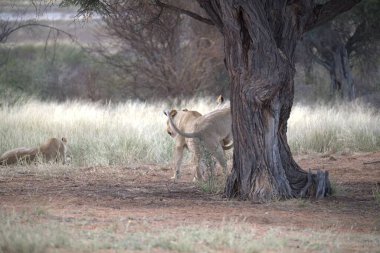 Anne ile oynarken aslan yavrusu