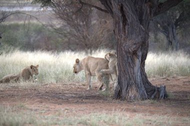 Afrika 'daki bozkırda aslanla dişi aslan.