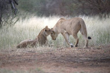 Dişi bir dişi aslan ve yavrusu çimlerin üzerinde yürüyor.