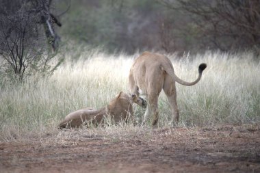 Aslan yavrusu çimlerde