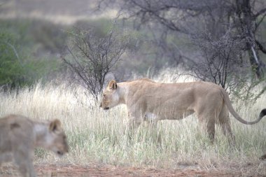 Afrika, Kenya savanındaki aslan.