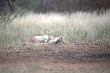 Vahşi aslan, hayvan ve memeli, Afrika