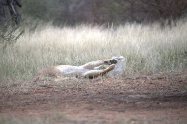 Güneş ışığının altında çimenlerin üzerinde sevimli bir aslanın yakın plan çekimi.