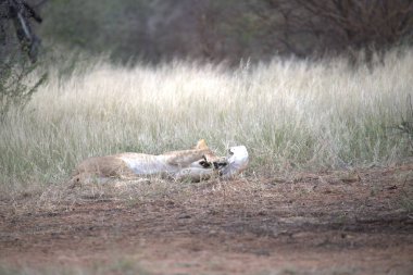 Afrika 'nın güneyindeki Kruger parkındaki aslan, vahşi aslan.