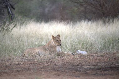 Aslan yavrusu çimlerde