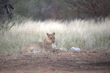 Kuru çimenlerin üzerinde yerde yatan beyaz bir aslanın yakın plan çekimi.