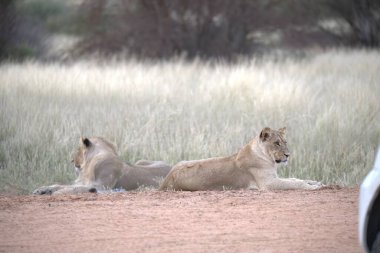 Aslanlar Savannah bir çift