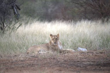 Afrika 'nın güneyindeki Kruger parkında aslan var.