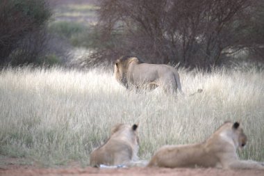 Aslanlar savanda, Güney Afrika 'da