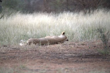 Kruger Ulusal Parkı 'ndaki sırtlan, Güney Afrika.
