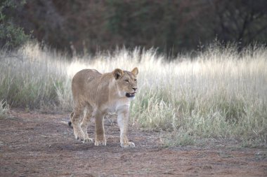 Afrika 'da savanadaki aslan