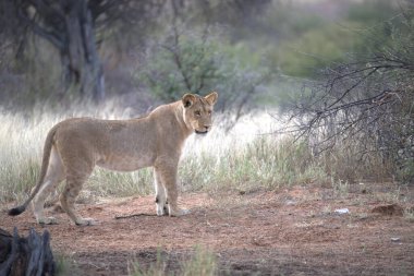 Güney Afrika 'daki Kruger Ulusal Parkı' nda yürüyen bir aslan.