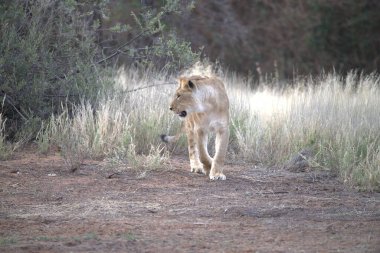 Kenya 'daki vahşi Afrika aslanı