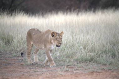 Savannah dişi aslan